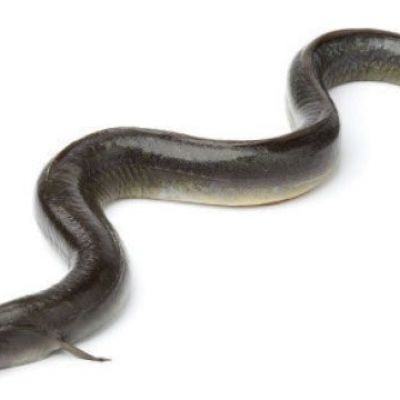 Researchers track eels on their journey across the Atlantic to settle a centuries-old migration mystery
