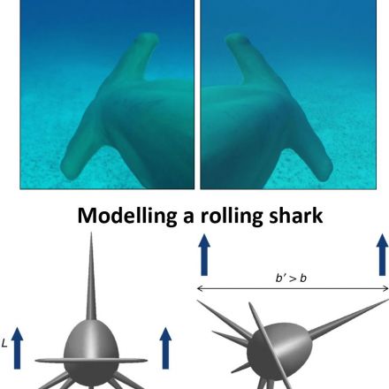 Great hammerhead sharks swim on their side for maximum energy efficiency