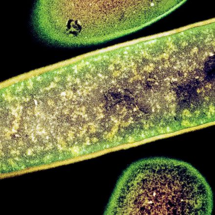 Coming Soon: Gut Bacteria That Actually Cure Your Disease