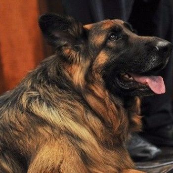 Court rules police can shoot a dog if it moves, barks when officers enter a home