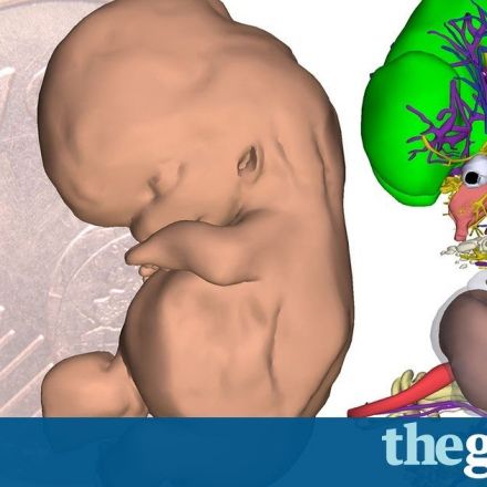 3D embryo atlas reveals human development in unprecedented detail