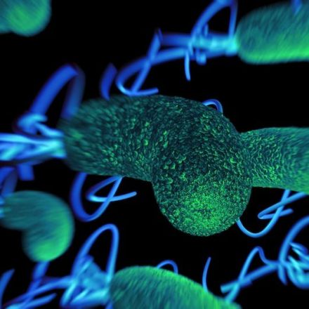 Did Microbes Shape the Human Life Span?