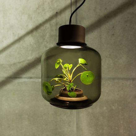 Lamps designed to grow plants in windowless spaces