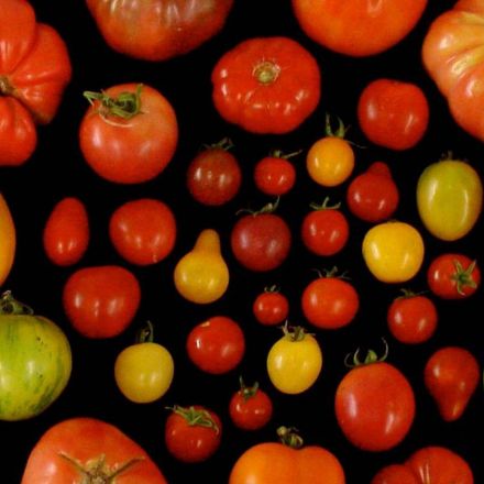 We now have the genetic recipe for making tomatoes taste like tomatoes again