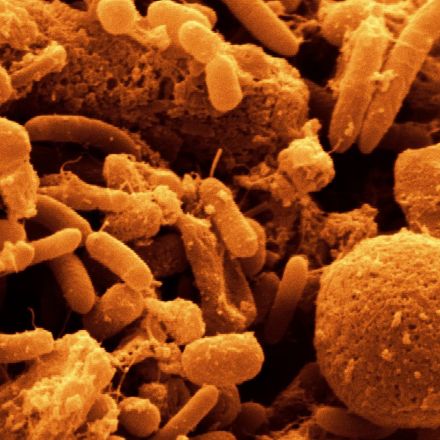 How The Bacteria In Your Gut Could Be Used To Treat Mental Illness