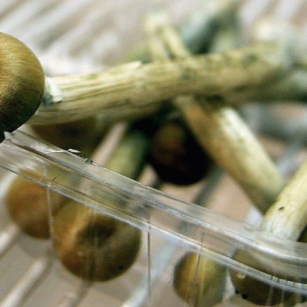 Magic mushrooms could help treat severe depression