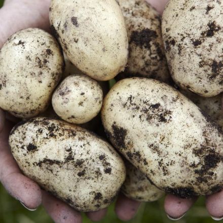 Study: Potatoes can grow on Mars