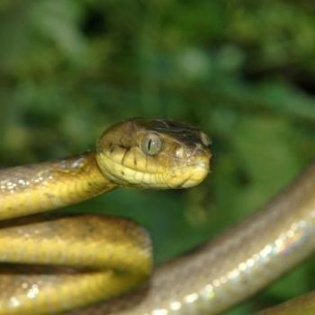 Bird-slaying snakes ravage island forests too: study