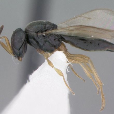 Gruesome Wasp Named After Shape-Shifting 'Star Trek' Character