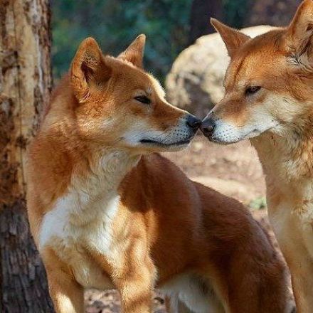 The Culling of Australia's Dingoes Is Having a Strange Effect on Plant Life