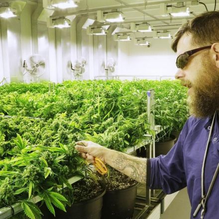 California may become a marijuana 'epicenter,' with pot a $6.5 billion market