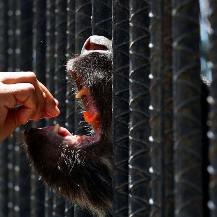 Venezuela food shortages leave zoo animals hungry