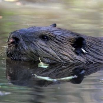 Scientists map genome of iconic beaver as gift for Canada's 150th birthday