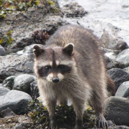 Scientists terrify raccoons to reveal inner workings of ecosystems