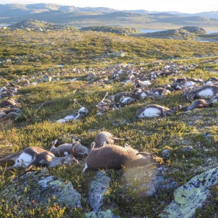 A lightning strike killed 323 reindeer, and this is the ghastly aftermath