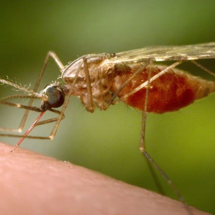 Mosquito Behavior Is Evolving, and Malaria Is Benefitting — NOVA Next | PBS