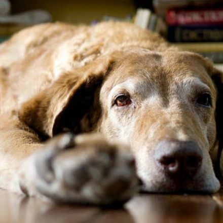 Opinion: Canine Models for Alzheimer’s