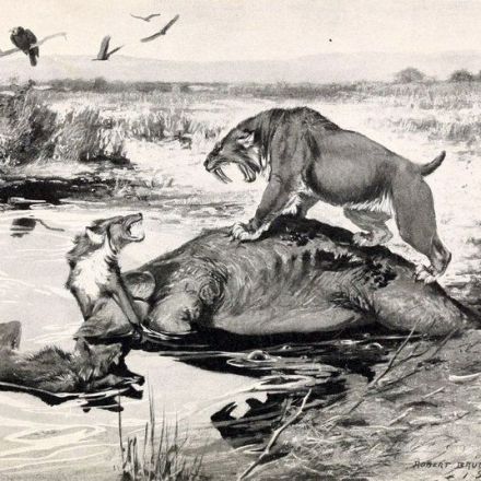 Saber-Toothed Cats Paid a Stiff Price for Lunch