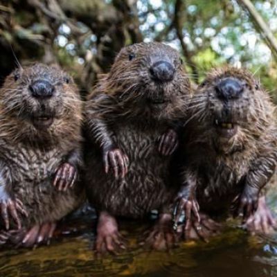 Beavers are back in the UK and they will reshape the land