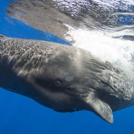 New evidence that sperm whales form clans with diverse cultures, languages