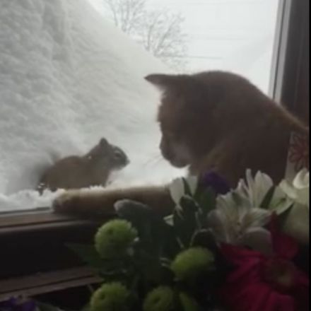 A Snowbound Orange Cat Repeatedly Scrapes at the Window to Get at a Squirrel On the Other Side
