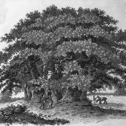 There used to be 4 billion American chestnut trees, but they all disappeared