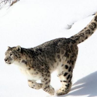 Snow leopard features three sub-species, scientists discover