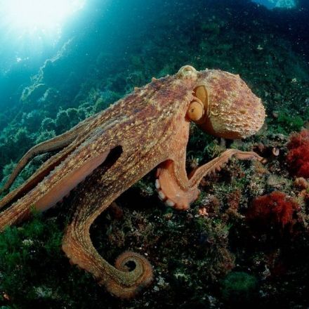 How Smart Is an Octopus?