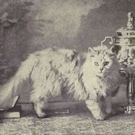 How England's First Feline Show Countered Victorian Snobbery About Cats