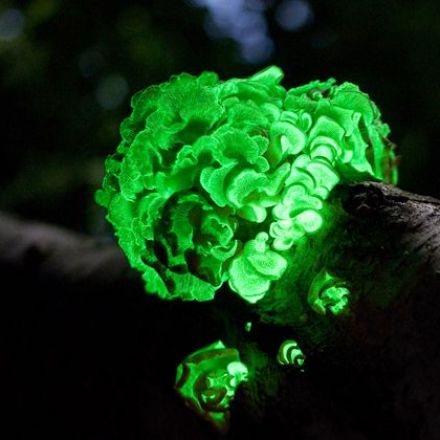 Cracking the mushroom glow mystery