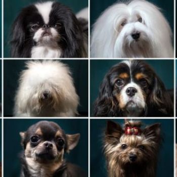 Dog family tree reveals hidden history of canine diversity