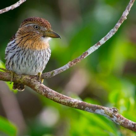 The Factious, High-Drama World of Bird Taxonomy