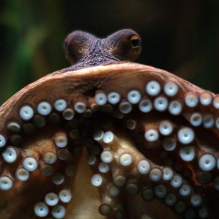 Octopuses Do Something Really Strange to Their Genes