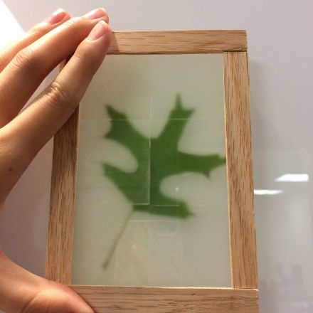 Scientists made see-through wood that is cooler than glass