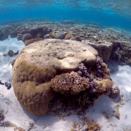 Scientists record biggest ever coral die-off on Australia's Great Barrier Reef