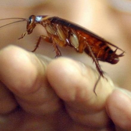 Cockroach milk: The drink you didn't know you've been missing
