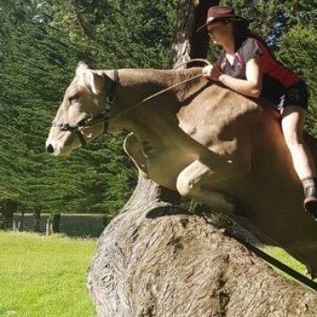 Girl denied a horse is udderly charmed by bareback cow jumping instead