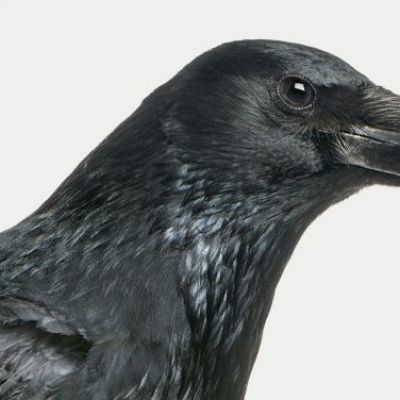 Why Neuroscientists Need to Study the Crow