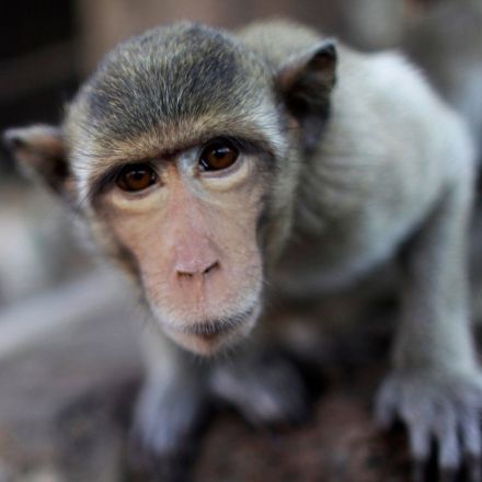 ‘The stuff of nightmares’: US primate research centers investigated for abuses