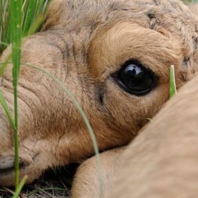 The sad fate of the saiga antelope from Planet Earth II