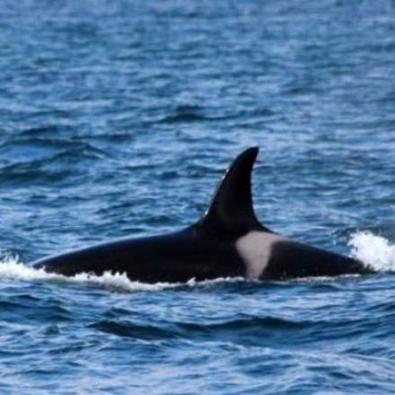 ‘Shocking’ levels of PCB chemicals in UK killer whale Lulu
