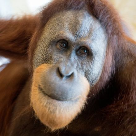 Orangutan ‘copies human speech’