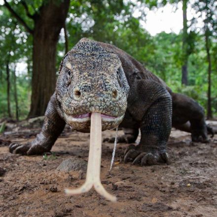 Here be dragons: the million-year journey of the Komodo dragon