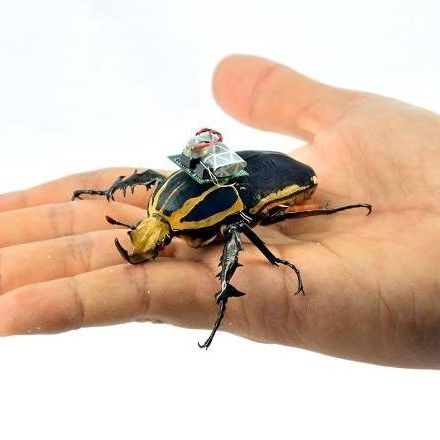 Giant remote-controlled cyborg beetles could replace drones