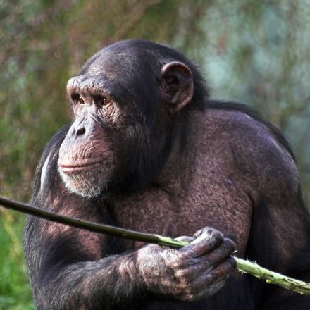 Chimpanzees hunting for honey are cleverer than we thought