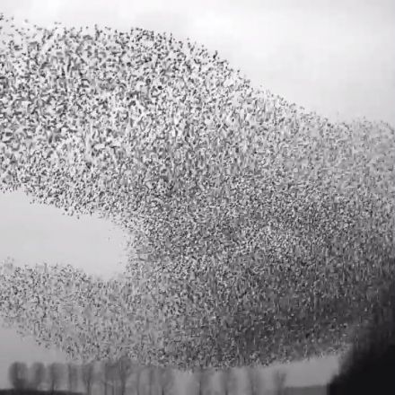 Flight of the Starlings: Watch This Eerie but Beautiful Phenomenon