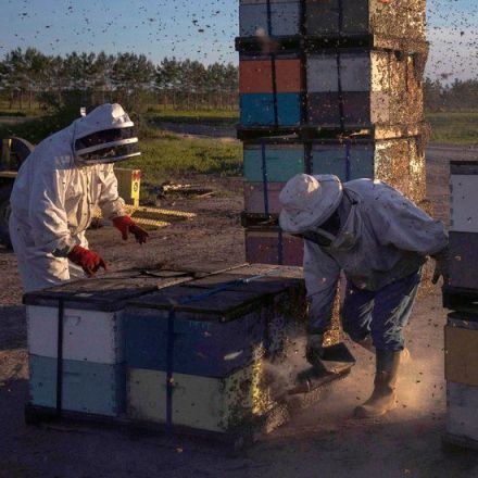 Decline of Pollinators Poses Threat to World Food Supply, Report Says