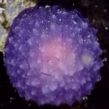 Strange purple sea creatures found in deep ocean trenches