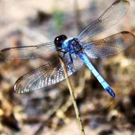 Researchers identify new species of dragonfly in Brazil