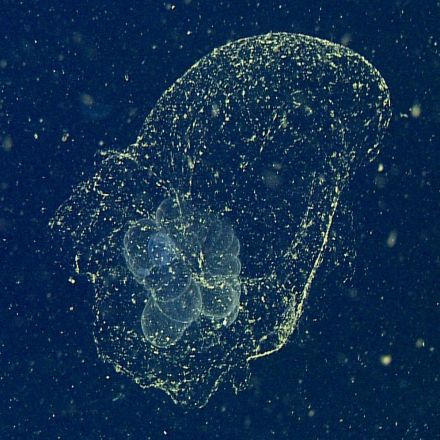 ‘Mythical’ Sea Blob Finally Spotted a Century After Its Discovery